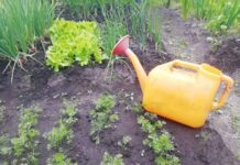 Поливать, лейка