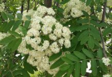 Погода, лето