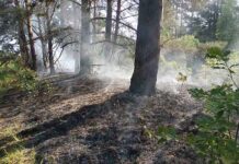 С начала года в районе зафиксировано 18 возгораний в природных экосистемах Милошевичский лесхоз