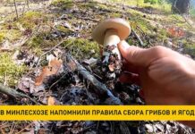 В Минлесхозе напомнили правила сбора грибов и ягод