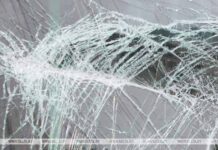 Дикие животные спровоцировали 5 ДТП в Гомельской области в этом году