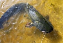 Сохраним усатую популяцию. В Беларуси вводится запрет на вылов сома рыба
