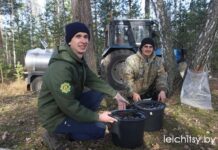 Фотофакт. Как происходит сбор березового сока