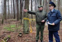 В лесу под Гомелем возобновились раскопки мест массовых расстрелов в годы Великой Отечественной войны