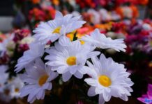 Пластиковые цветы – проблема для человека и природы