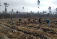 Посадка леса силами Лельчицкого РОЧС