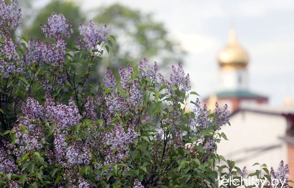 В парке нельзя, на даче можно: какой штраф грозит в Беларуси за сорванную сирень