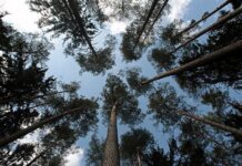 Сохранить лес — задача каждого