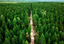 За сутки в лесах Беларуси найдены четыре человека, поиски троих продолжаются