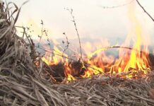 Выжигание сухой растительности недопустимо