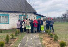 Выросла новая аллея туй