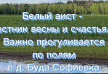 Видео. Птицы счастья, аисты