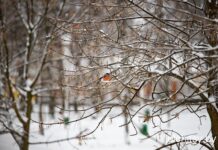 21 февраля приметы и запреты в Захарьев день: сегодня святой проверяет готовность крестьян к сельхозработам