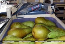 В Россию без документов пытались вывезти 40 тонн груш для незаконной реализации