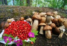 В сезон сбора ягод и грибов