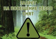Запрет на посещение лесов снят