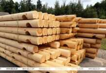 Лесхозы заготовили уже 1,5 млн куб.м ветровально-буреломной древесины
