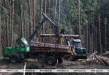 Сильные морозы — в помощь. Минлесхоз возвращается к разработке труднодоступных буреломных лесосек