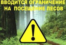 Ограничения на посещение лесов действуют в 12 районах Беларуси
