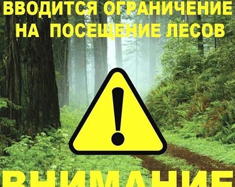 Ограничения на посещение лесов действуют в 12 районах Беларуси