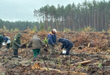 «Лесное возрождение: вклад Лельчицкого района в экологию»