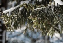 27 февраля приметы и запреты в Кириллов день: нужно ли избавляться от вредных привычек и планировать визиты к врачу зима, ель