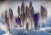 9 апреля приметы и запреты: гоните прочь бедность и ревность, храните домашний уют цветы, весна