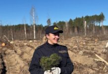 Сосны для будущего: работники Следственного комитета за озеленение