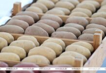 В Беларуси накопано более 500 тыс. тонн картофеля