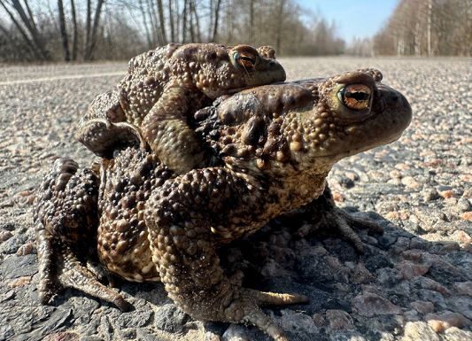 Водители, видите знак «Осторожно, лягушки» – сбавьте скорость. Респект, если перенесете квакающего пешехода через дорогу