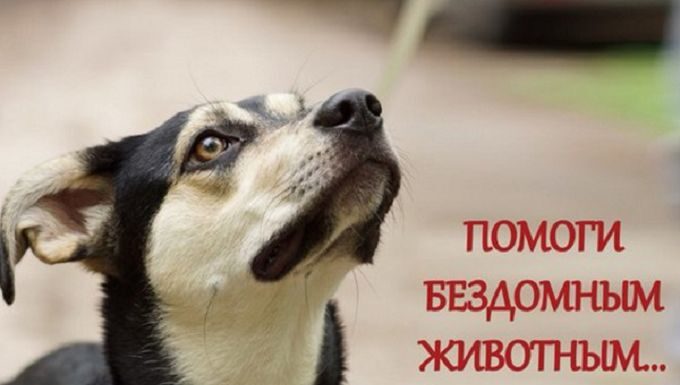 Сбор пожертвований для животных. Разбираем ключевые правовые аспекты их организации в Республике Беларусь