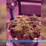 В Гомеле задержан мужчина за выращивание конопли