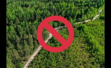 Запрет на посещение лесов действует в 12 районах Беларуси