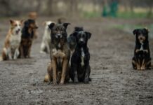 В капкане жалости, или Почему слепая любовь к животным иногда кусается