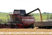 Озимый ячмень в Беларуси убран на 28% площадей