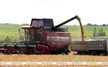 Озимый ячмень в Беларуси убран на 28% площадей