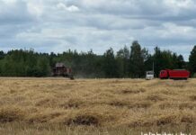 Золотой урожай «Путь Ильича»