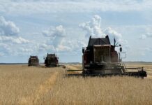 Уборочная страда: золотые руки аграриев на полях района