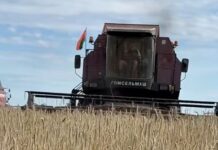 Уборочная кампания 2026 года в КСУП «Ударный»