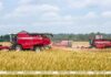 В Беларуси намолотили более 5 млн тонн зерна