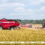 В Беларуси намолотили более 5 млн тонн зерна
