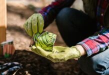Сбор семян на следующий год: с каких овощей можно, а с каких – бесполезно