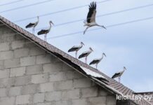 Где аисты — там счастье