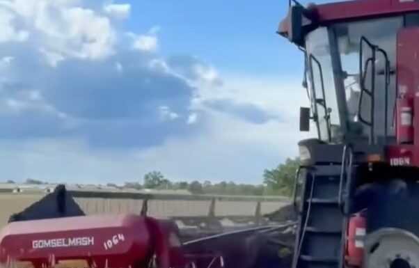 Видео. Уборочная страда на полях ОАО «Звезда Полесья»