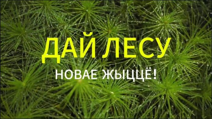 дай лесу новае жыццё