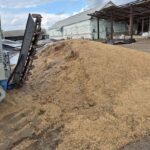 КГК Гомельской области выявлена порча зерна и зерноотходов